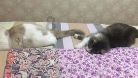 蓝狐视频